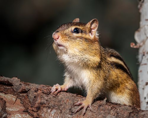 Free Chipmunk with fluffy ornamental fur sitting on rough tree trunk in woods in daytime Stock Photo