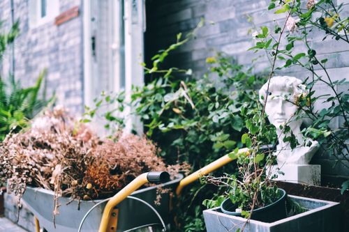 Free Close-up of a gypsum head and vibrant plants in a tranquil home garden for artistic outdoor decor. Stock Photo
