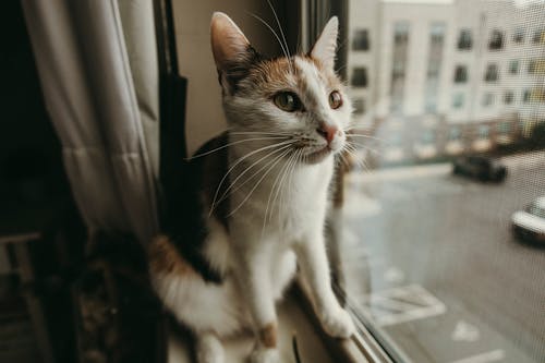 Close-Up Shot of a Tabby Cat on a Window