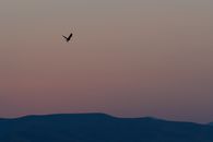 Bird flying over mountains at sunset