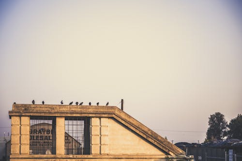 Exterior of old stone construction on roof of building with pigeons sitting on edge of rooftop
