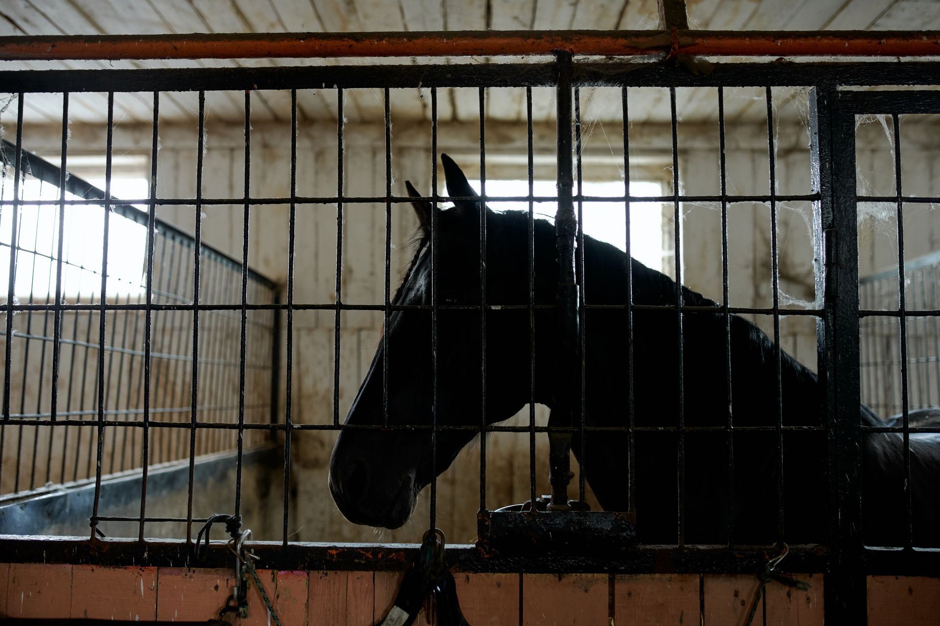 Purebred stallion with dark coat near fence in stall on farm in daylight
