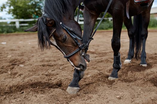 Adorable dark bay horse in paddock