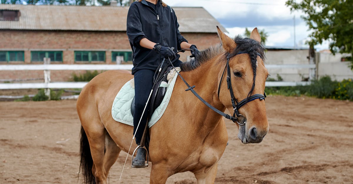 How to train your horse BDO