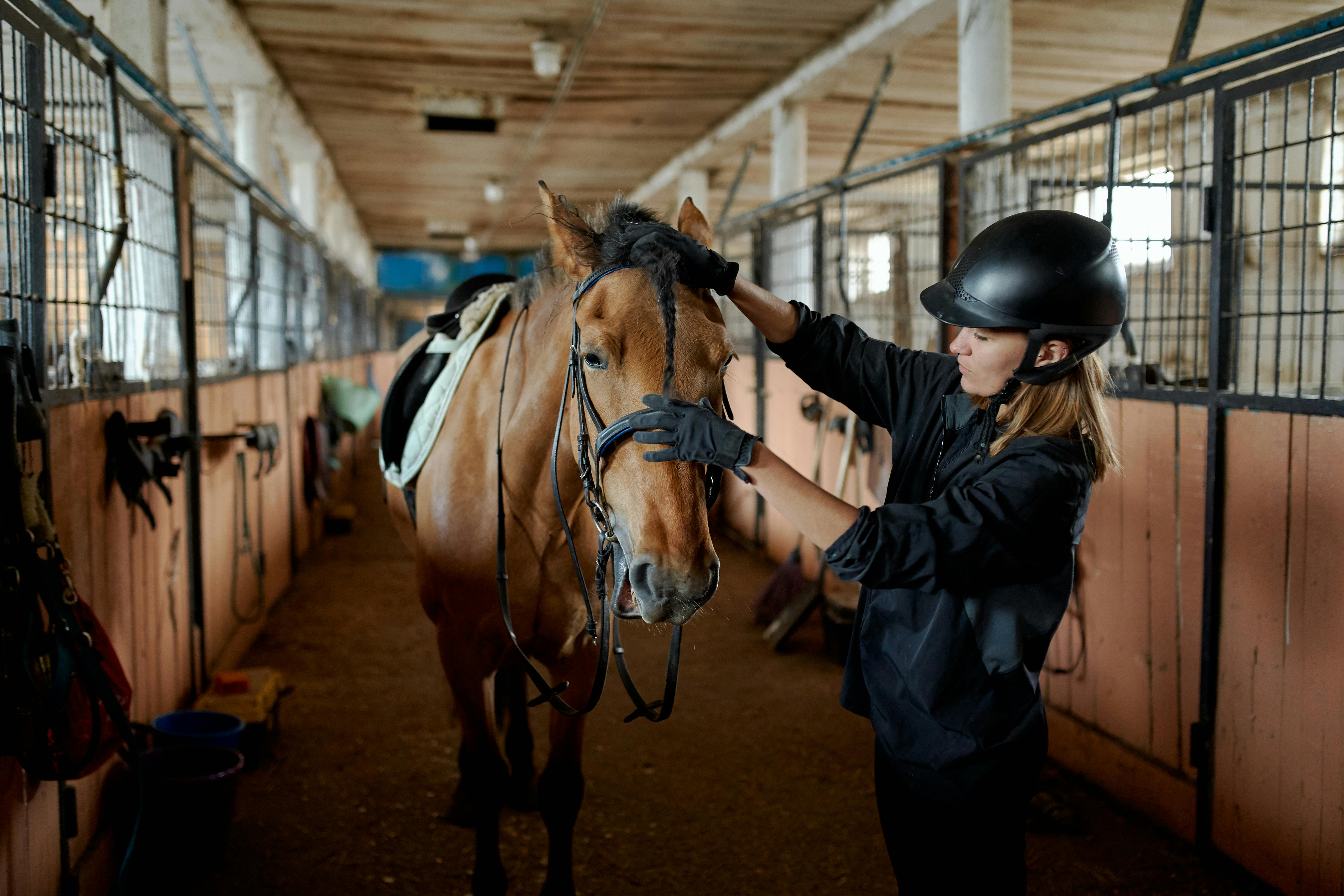 Side view of horsewoman in protective helmet stroking obedient chestnut horse in harness standing in stable