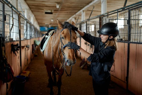 Side view of horsewoman in protective helmet stroking obedient chestnut horse in harness standing in stable