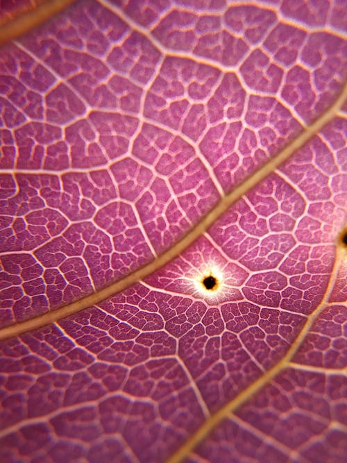 Closeup of violet fresh leaf of plant with thin veins and tiny dots