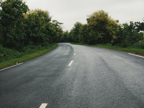 Free An Empty Road between Trees Stock Photo