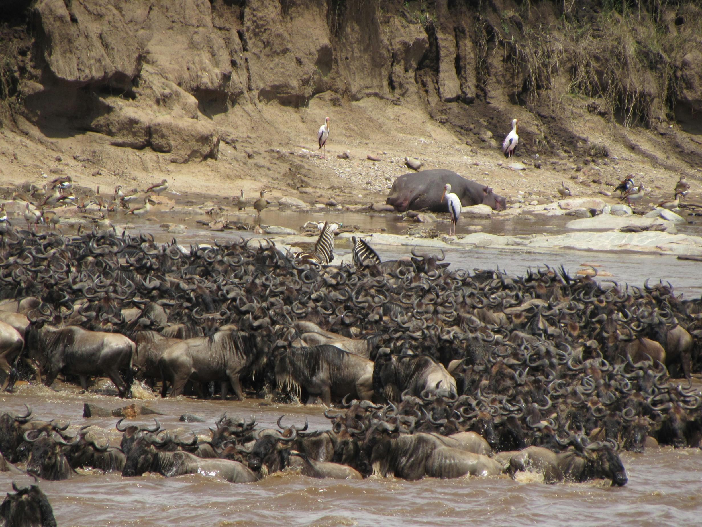 Witness the Great Migration in the Serengeti – A Wildlife Spectacle Like No Other