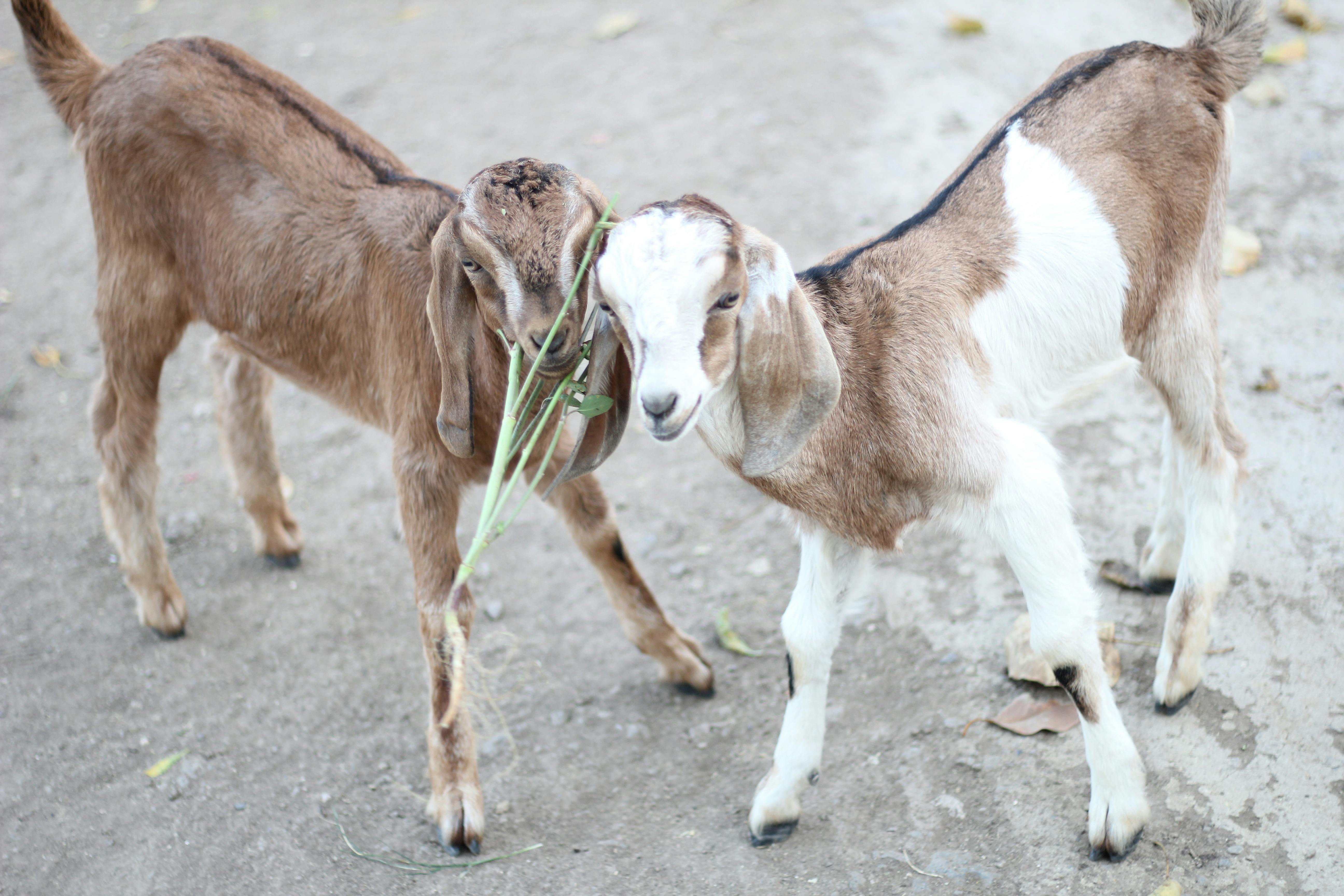 Free stock photo of 2 goat kids