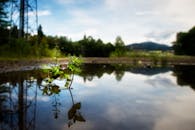 Green Leafed Plant on Body of Water