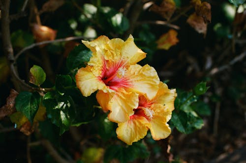 Free Close-Up Shot of Yellow Hibiscus in Bloom Stock Photo