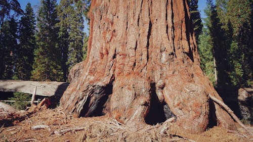 Brown Tree Trunk on Brown Soil