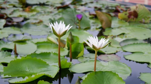 Free White Water Lily in Bloom Stock Photo