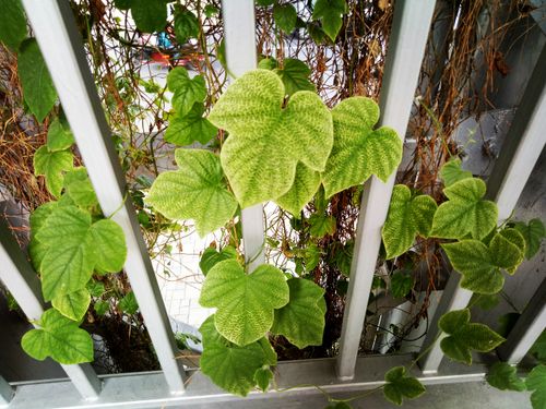 Free stock photo of big leaf, green Stock Photo