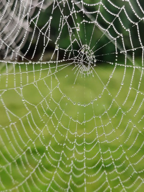 Free Close-up of a spider web with dewdrops reflecting light, creating a lace-like pattern. Stock Photo