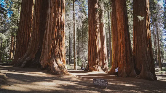 Giant sequoias in Mariposa Grove, Yosemite