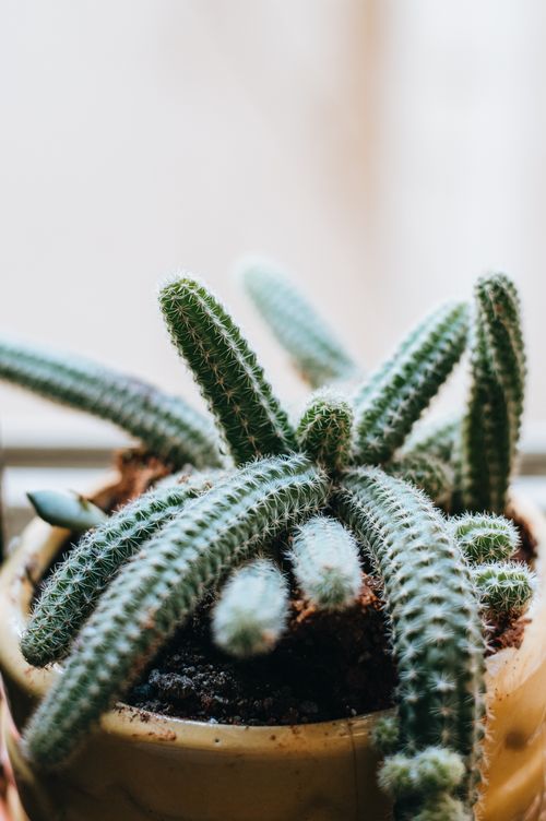 Free Small cactus with thick stems and needles hanging from pot in soft focus Stock Photo