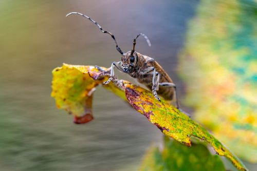 Free Detailed close-up of a longhorn beetle perched on a colorful autumn leaf. Stock Photo