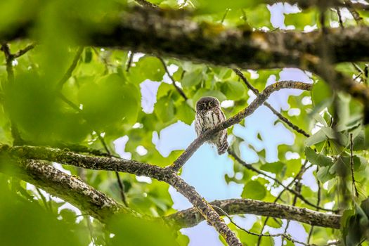 A Eurasian Pygmy Owl perched amidst lush green leaves, capturing wildlife beauty.