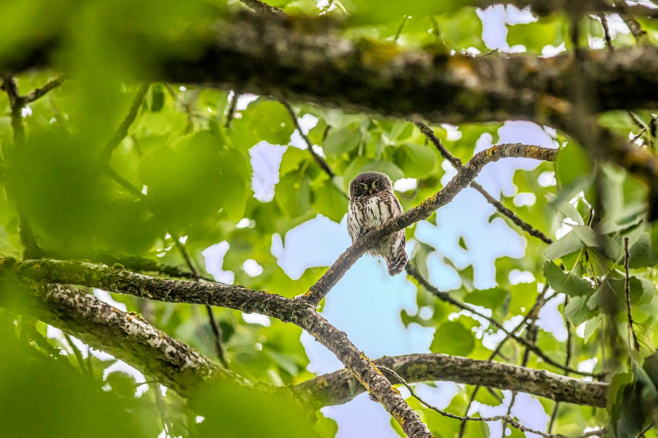 a eurasian pygmy owl perched amidst lush green leaves capturing wildli