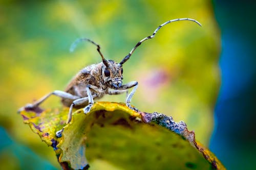 
Close-Up Shot of a Longhorn Beetle on a Leaf