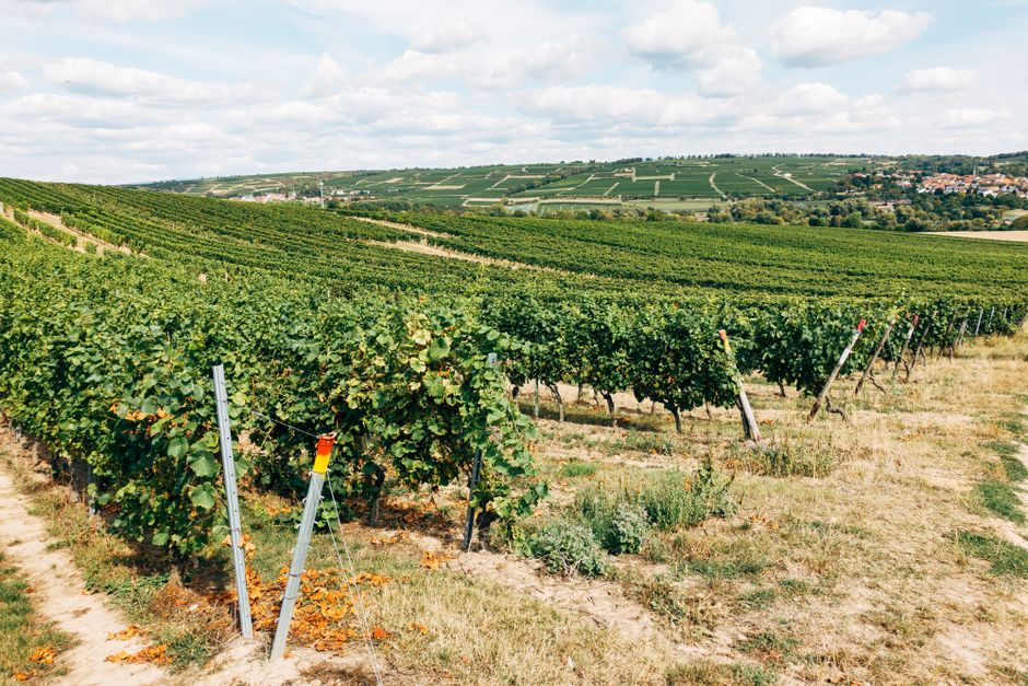 Lush vineyard rows stretching across Tuscany's rolling hills under a vibrant sky.