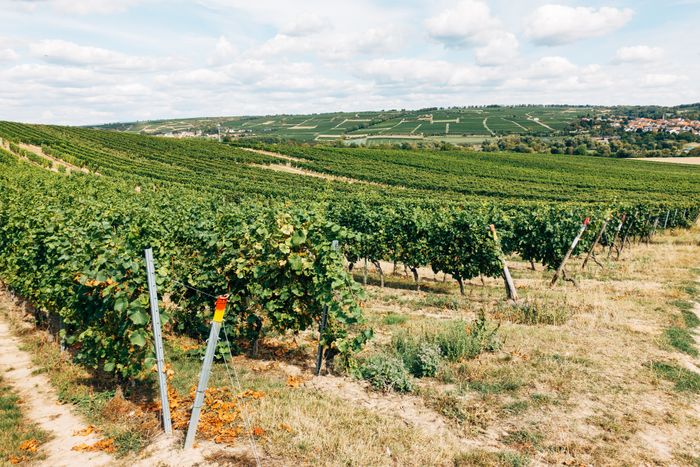 Vineyard tour