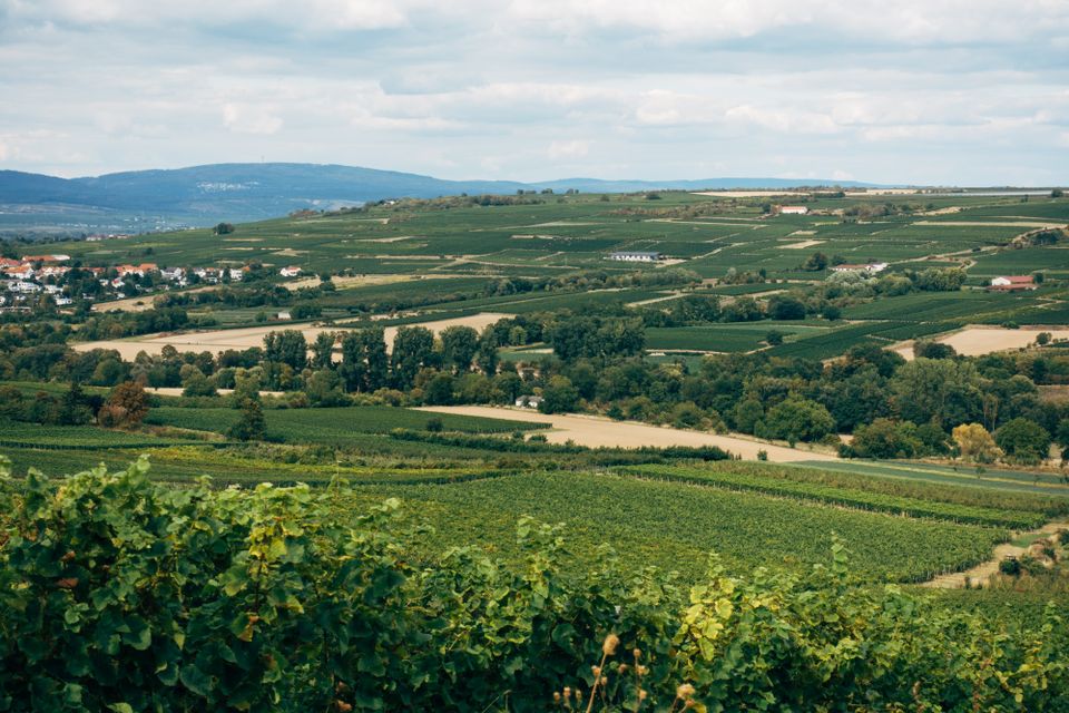 in Annweiler am Trifels