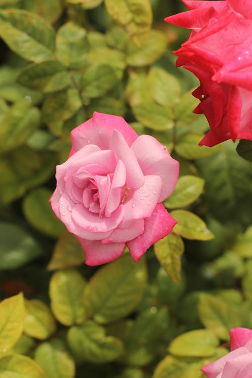 Pink Flower in Close Up Photography