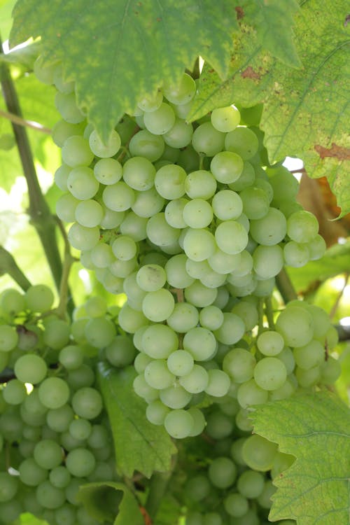 Free Green Grapes in Close Up Photography Stock Photo