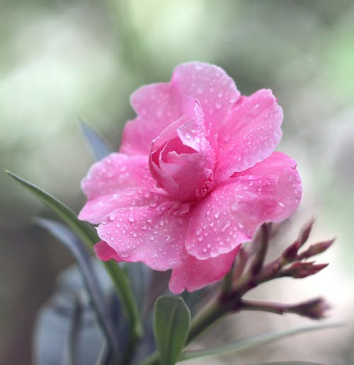 Free Wet Pink Flower in Close Up Photography Stock Photo