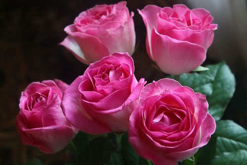 Free Vibrant pink roses in full bloom captured in a detailed macro shot showcasing their delicate petals. Stock Photo