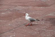 White and Gray Bird on Brown Wooden Floor