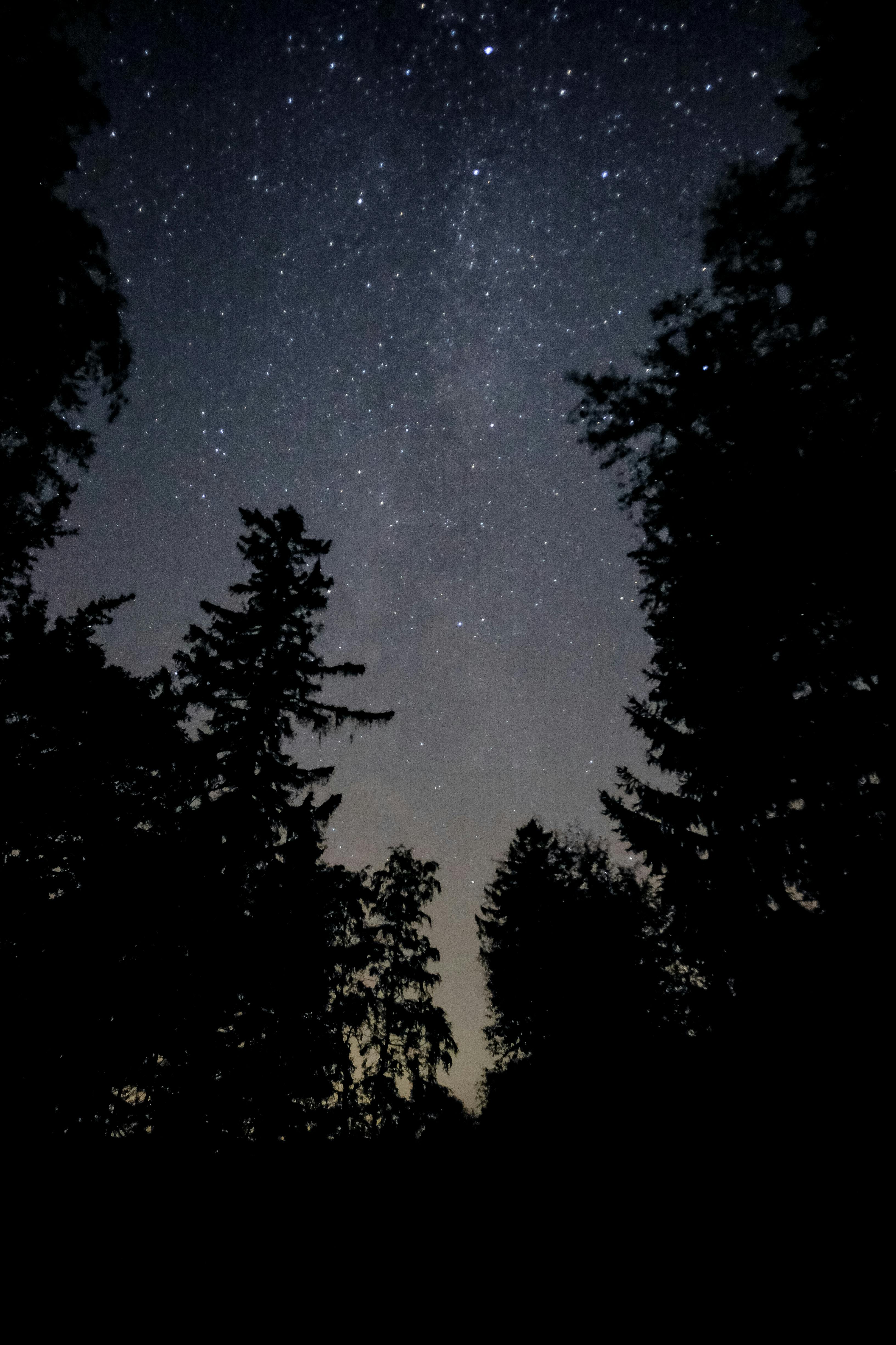 树木剪影之上的星空令人惊叹，非常适合夜空爱好者