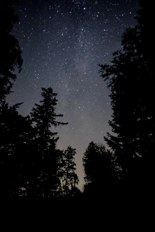 Free Silhouette of Trees Under a Starry Night  Stock Photo