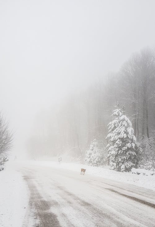Fotobanka s bezplatnými fotkami na tému cesta, sneh, stromy