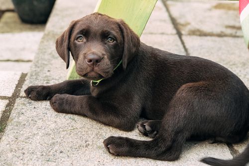Free Adorable chocolate Labrador puppy lying on patio. Perfect pet portrait in a relaxed outdoor setting. Stock Photo