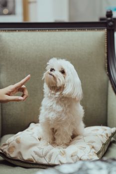 在一间舒适的房间里，一只可爱的马耳他犬坐在垫子上，有人用手向它发出信号
