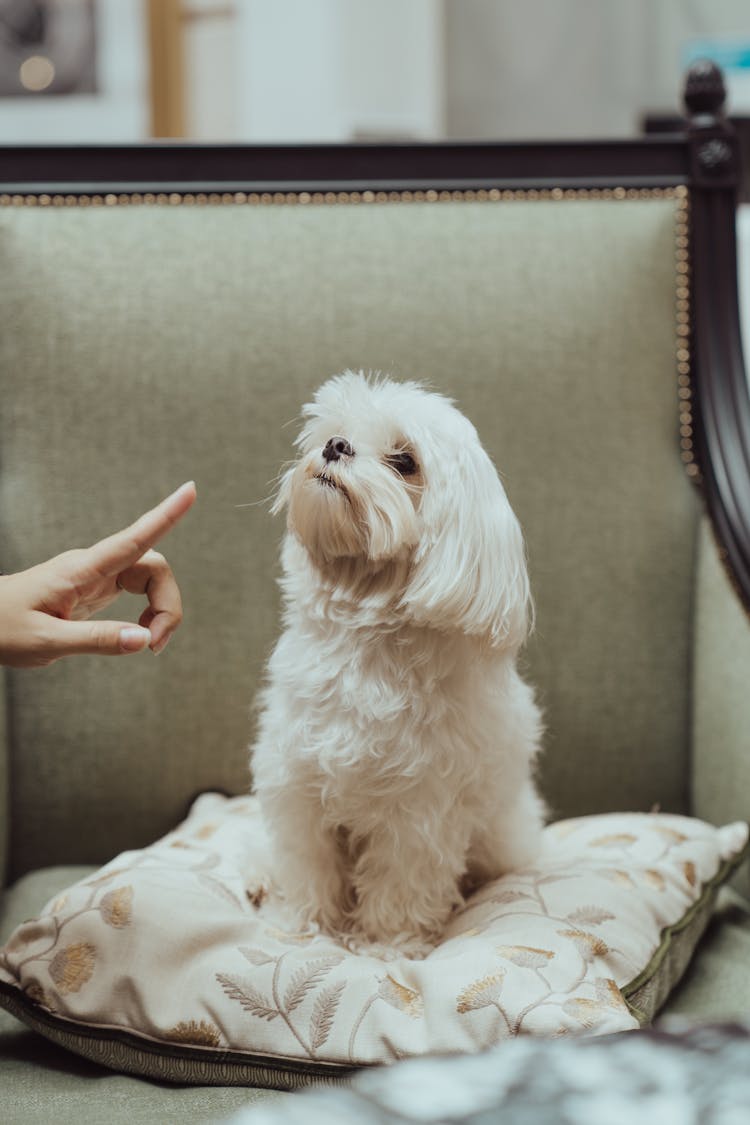 White Dog Sitting By Woman Hand