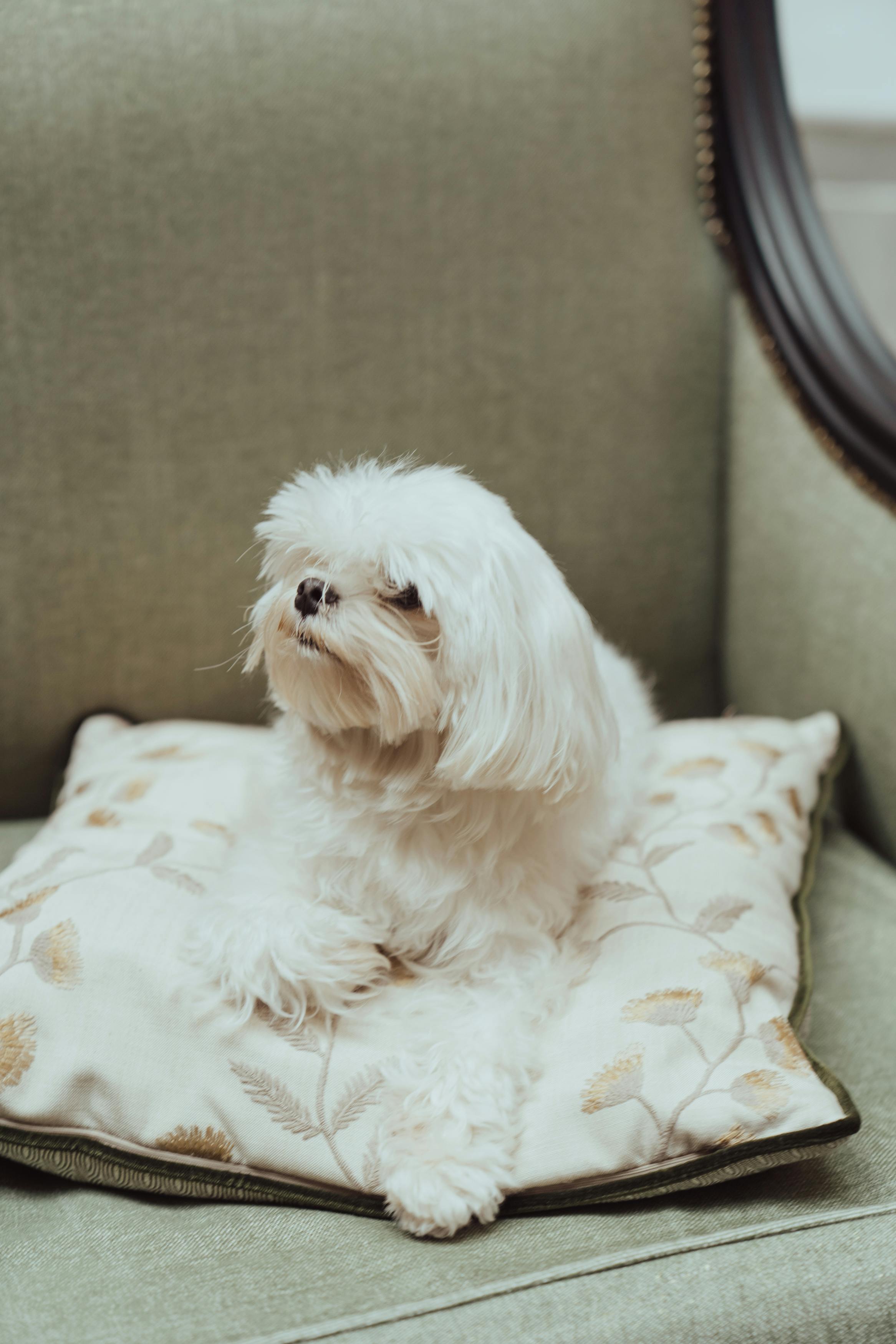 一只迷人的马耳他犬在室内的图案垫子上休息，蓬松的白色皮毛展露无遗