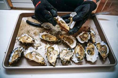 Free Close-up of freshly shucked oysters on a tray, held with gloves. Stock Photo