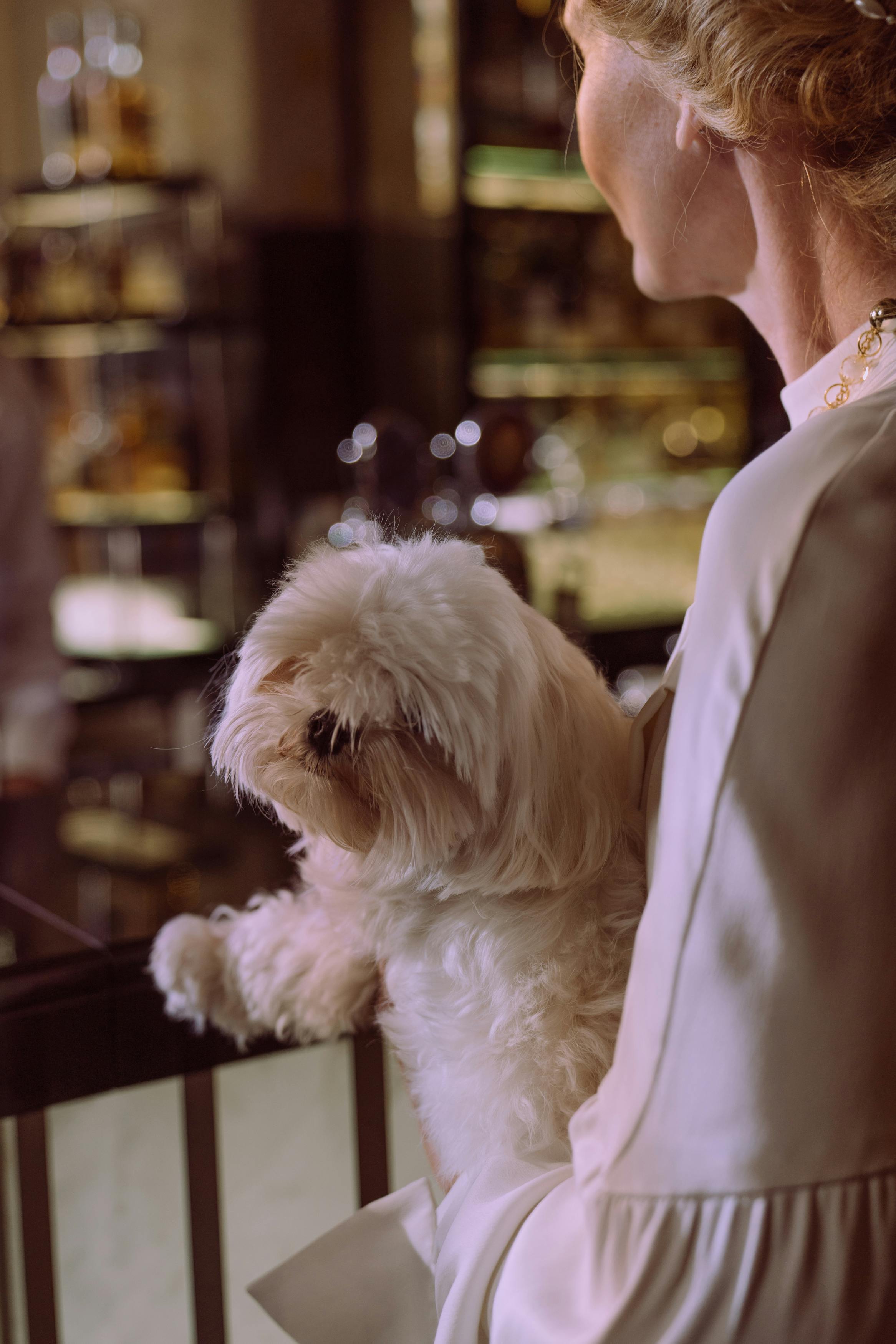 一位时尚的女士在精致的室内环境中抱着一只马耳他犬