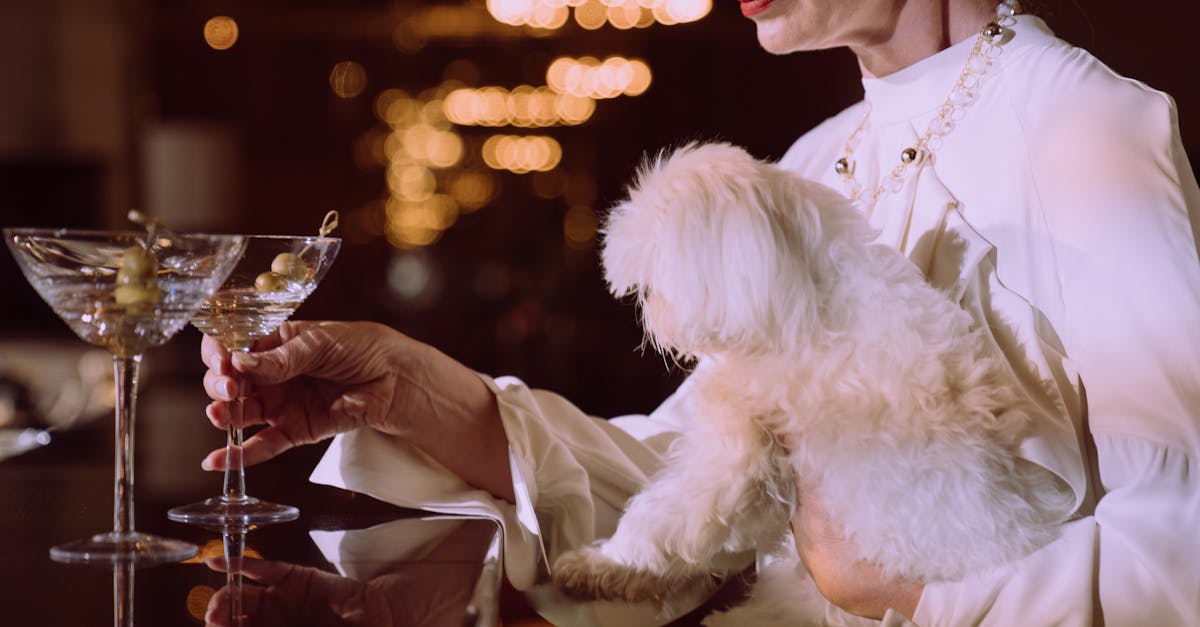 White Long Coat Small Dog