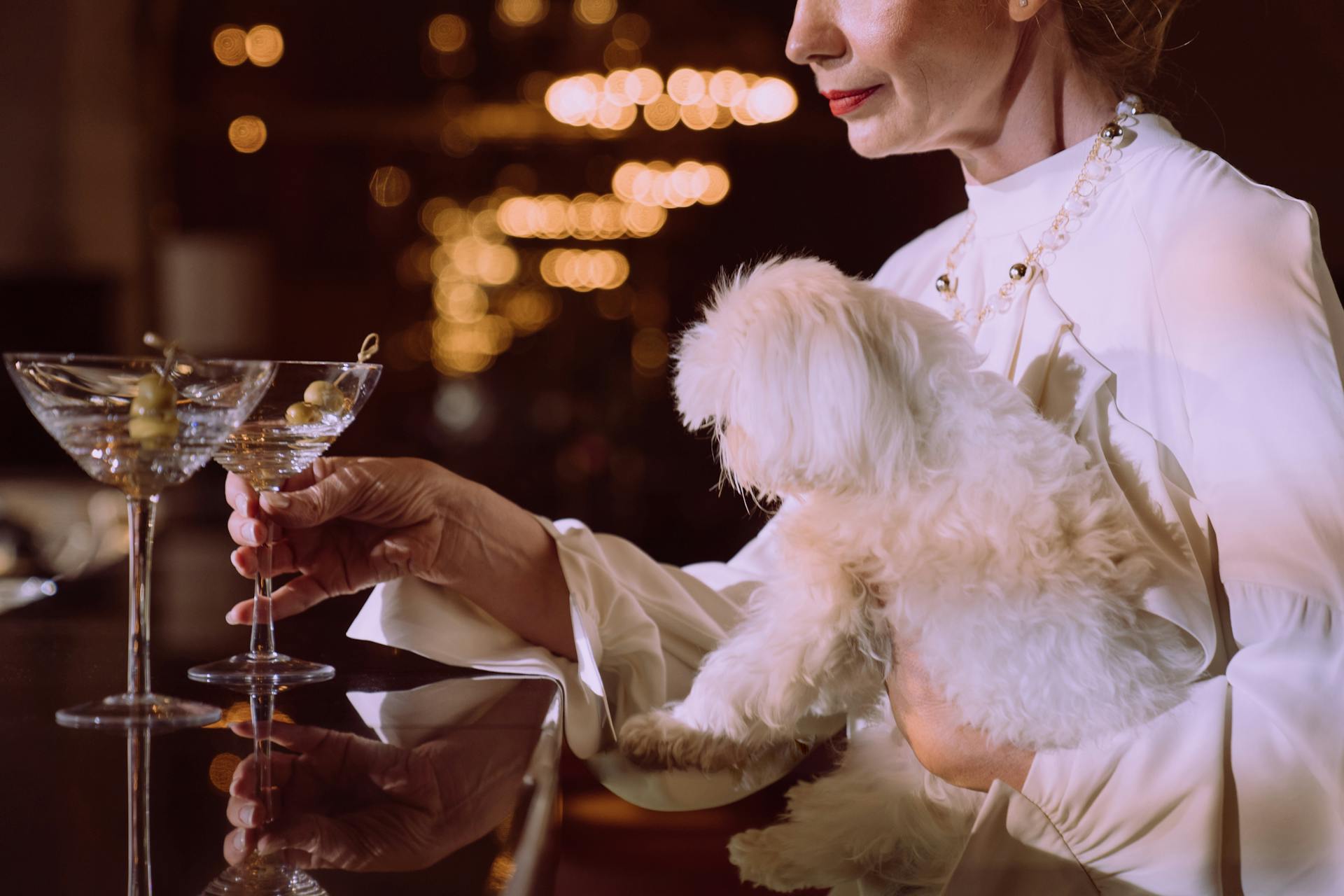 Chien de petite taille à manteaux blancs