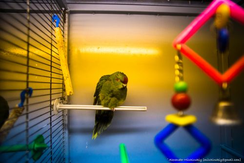 Free stock photo of beautiful, birdcage, caged Stock Photo