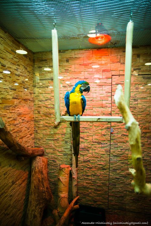 Free stock photo of beautiful, birdcage, caged Stock Photo