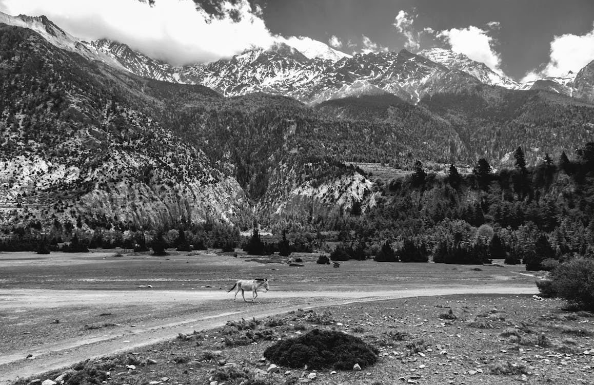 Grayscale Photo of Mountain