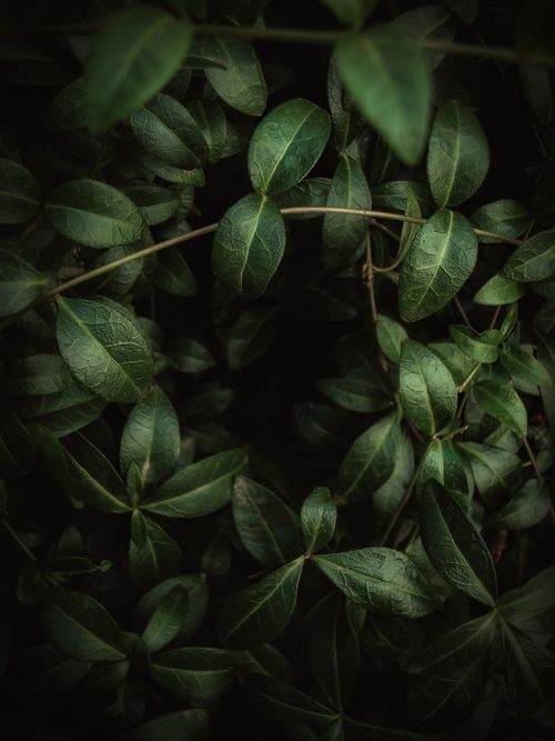 Free Close-up of lush green leaves showcasing nature's intricate details and textures. Stock Photo