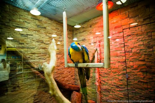 Free stock photo of beautiful, birdcage, caged Stock Photo